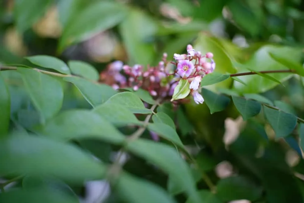 Lá khế tắm có tác dụng gì đối với trẻ sơ sinh và trẻ nhỏ?