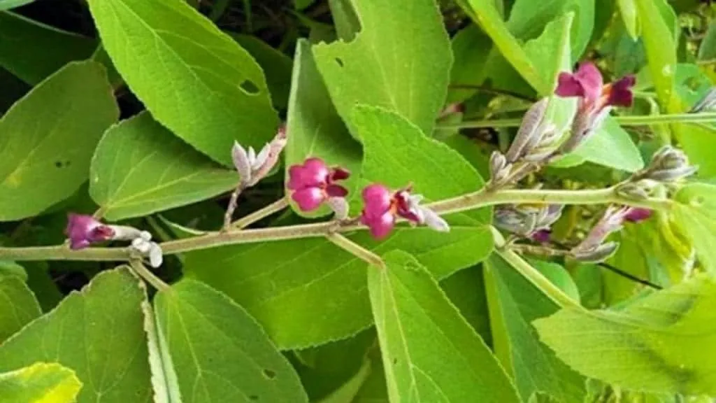 cây an xoa có tác dụng gì