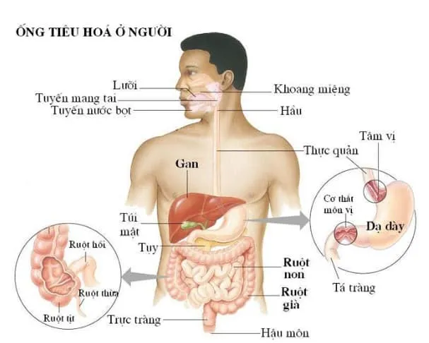 hệ thống tiêu hóa