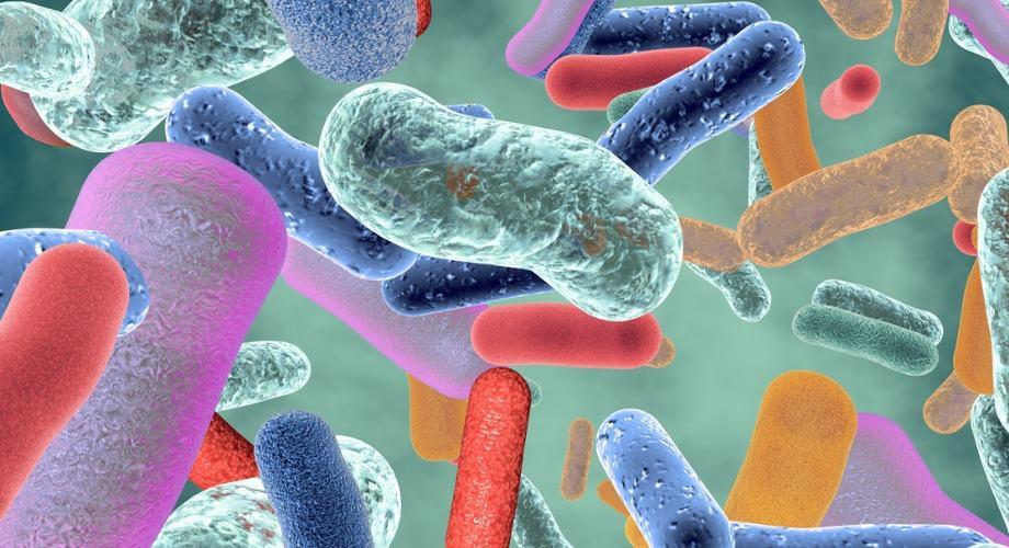 đường ruột là nhà của rất nhiều vi sinh vật trong đó có lợi khuẩn