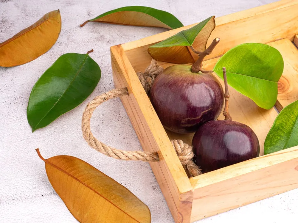 bà bầu ăn vú sữa được không