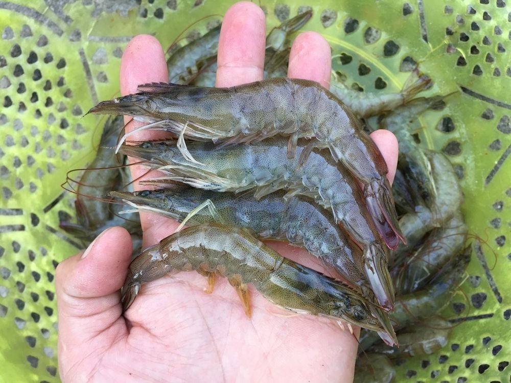 Cách lựa chọn tôm tươi