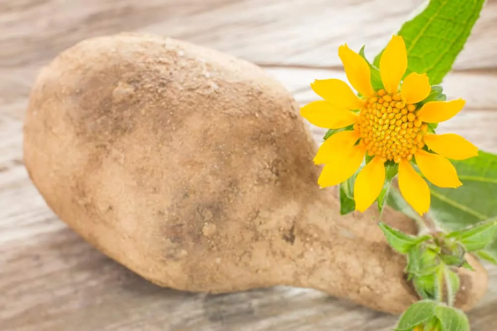 Củ sâm đất có tác dụng gì?