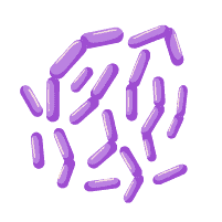 Các vấn đề nhiễm khuẩn khác