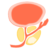 Sức khỏe tuyến tiền liệt