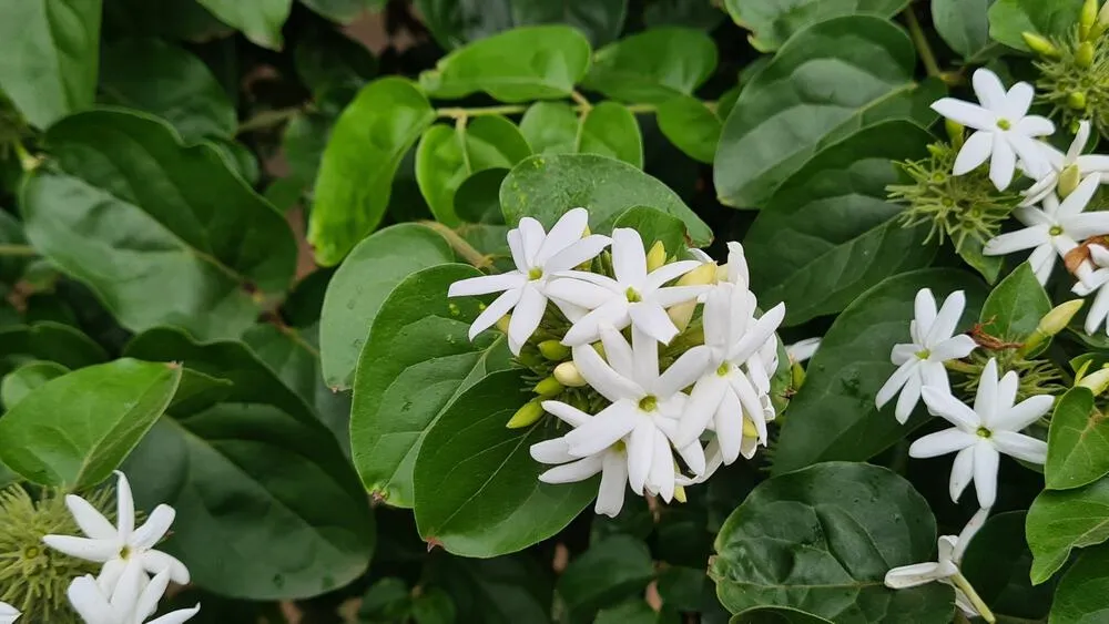 Uống chè vằng có tác dụng gì?