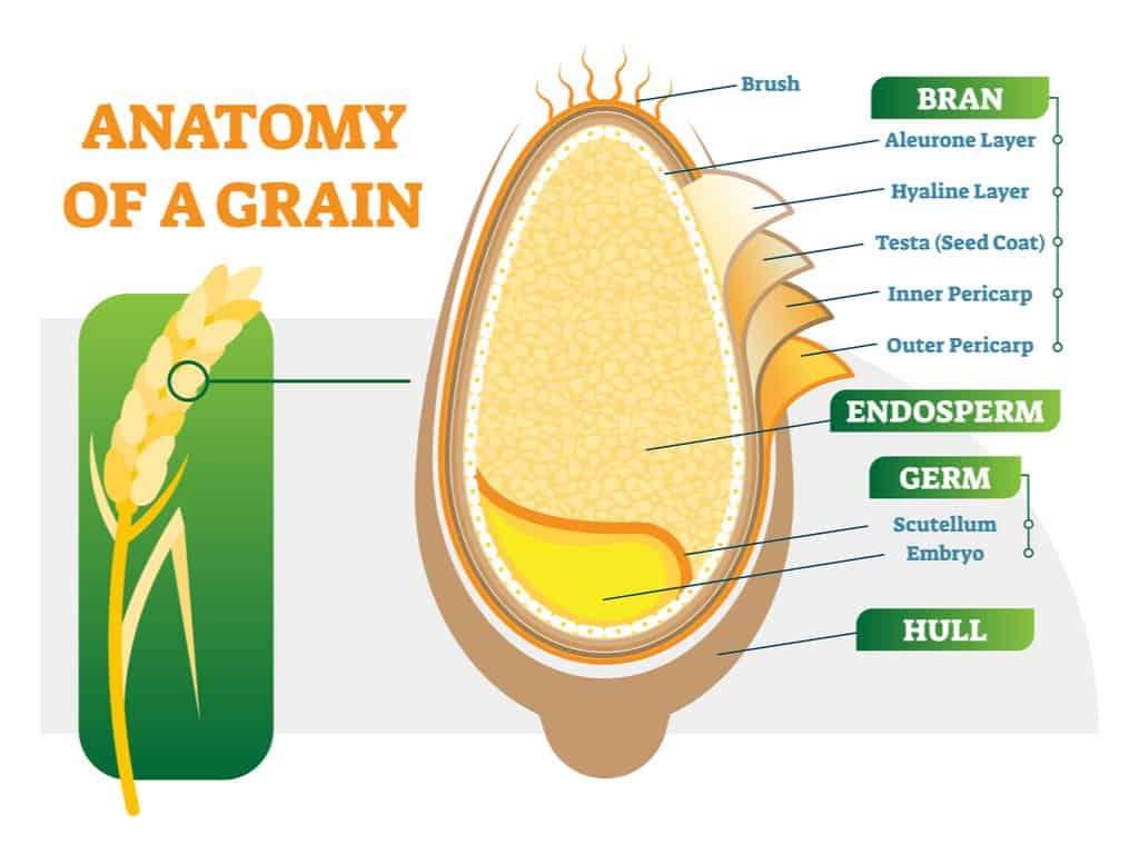 thành phần dinh dưỡng của gạo lứt 