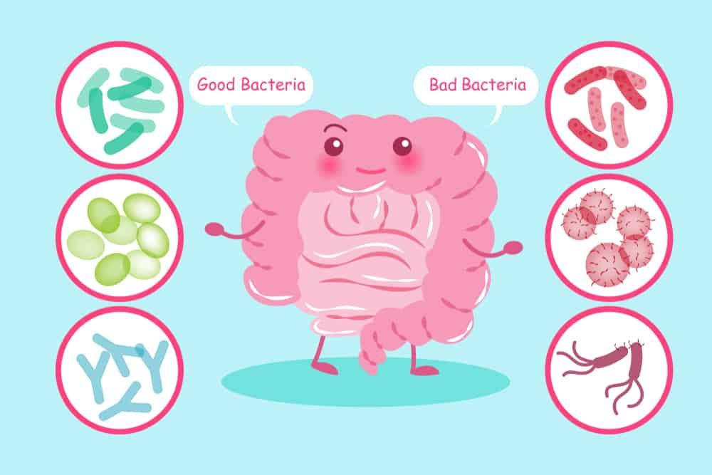 vai trò của men vi sinh