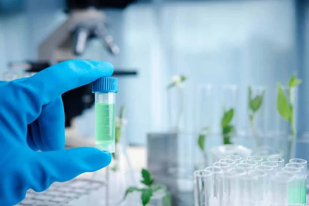 Cấy tảo xoắn có tác dụng gì?