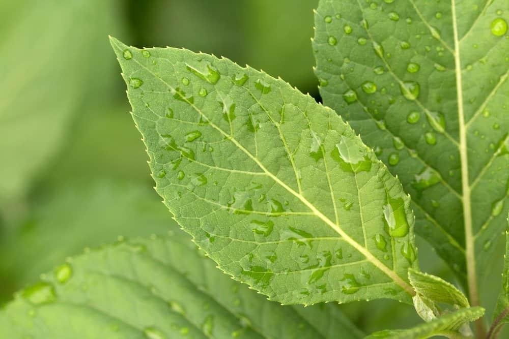 hình ảnh lá mật gấu trị tiểu đường