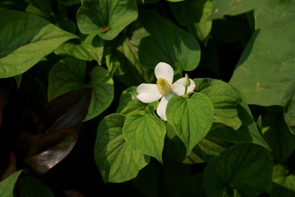 bài thuốc chữa viêm phế quản bằng rau diếp cá