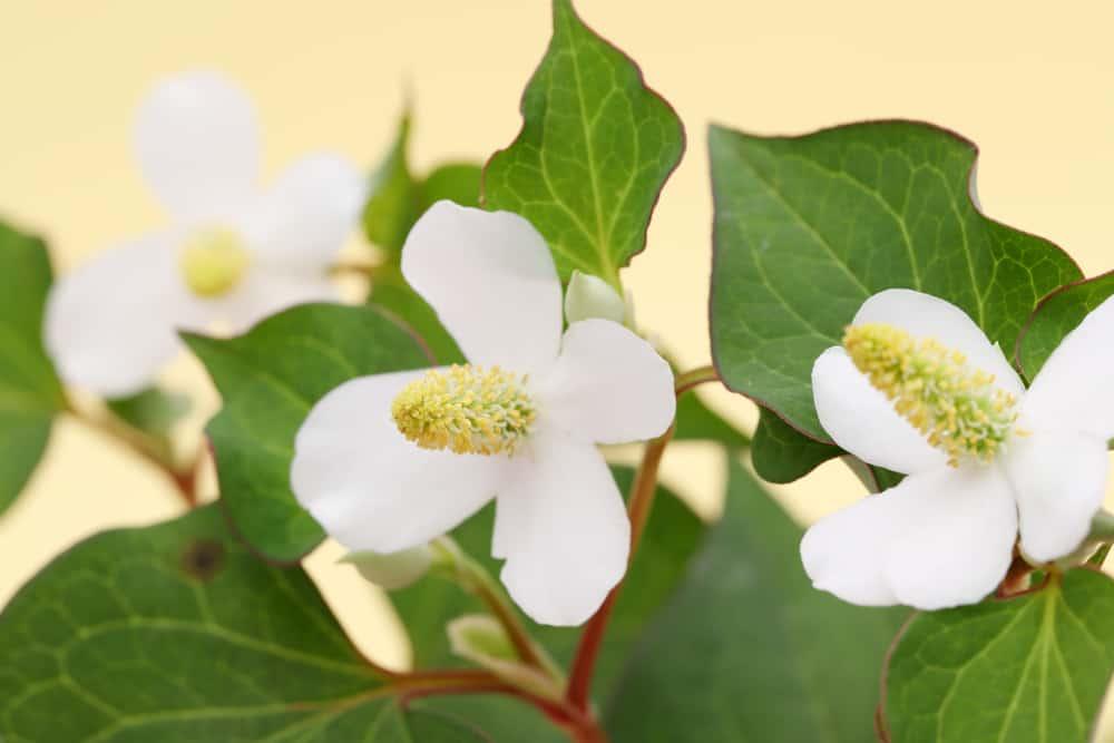 chữa viêm phế quản bằng rau diếp cá có hiệu quả không?