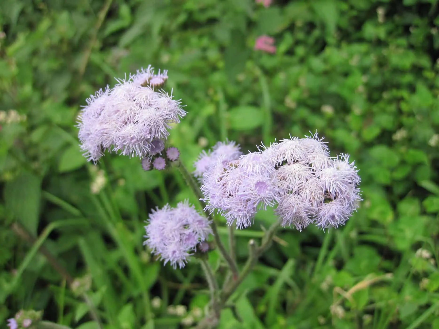 Hoa cứt lợn chữa viêm xoang rất hiệu quả