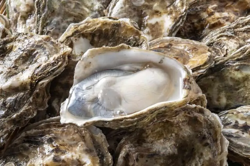 cách lựa hàu nấu cháo cho bé