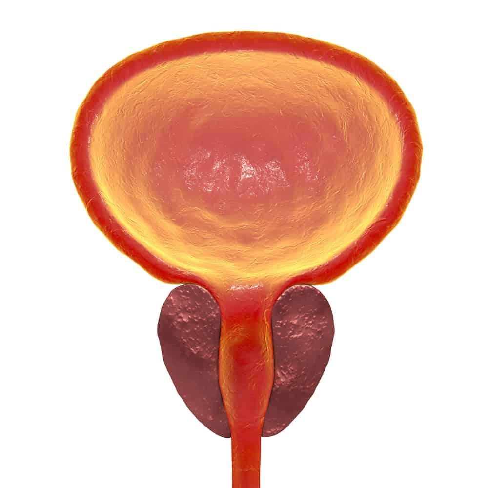 tuyến tiền liệt có chức năng gì? Sản xuất chất lỏng cho tinh dịch