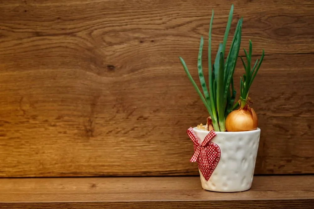 nước ép hành tây