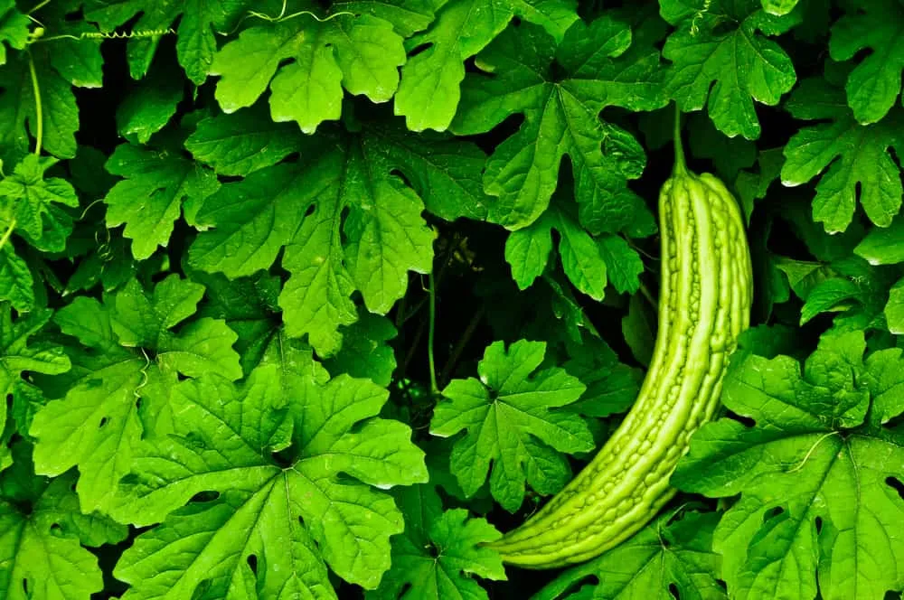 các loại lá tắm cho trẻ sơ sinh