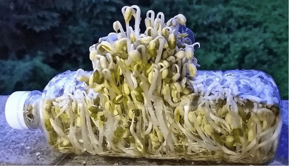 Cách làm giá đỗ tại nhà bằng chai nhựa