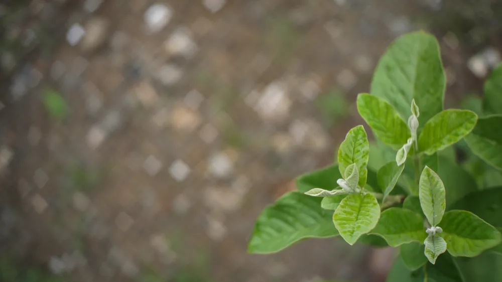 cách chữa tiêu chảy bằng lá ổi non