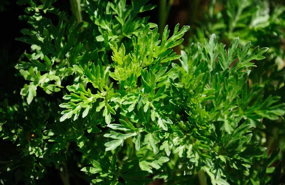 chữa bệnh trĩ bằng lá ngải cứu