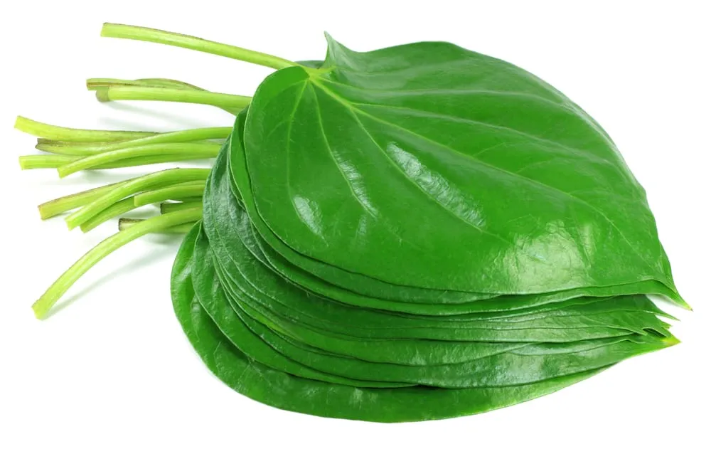 chữa bệnh trĩ bằng lá trầu không và lá lốt