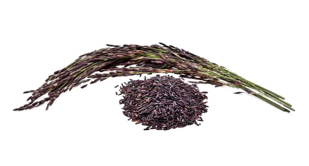 Ăn gạo tím than có tốt không