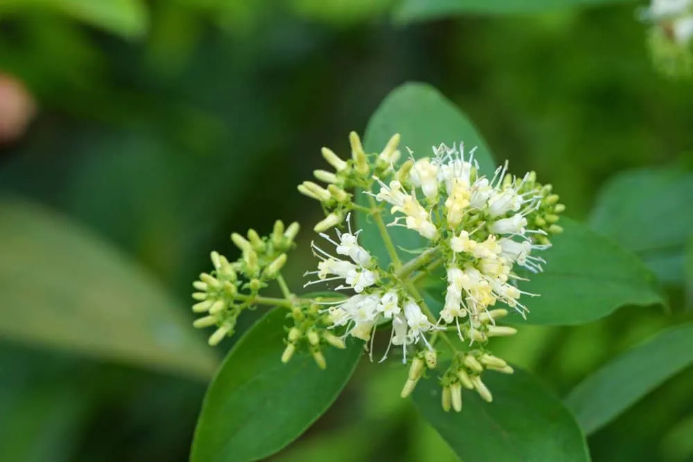 cách chữa viêm loét dạ dày tại nhà