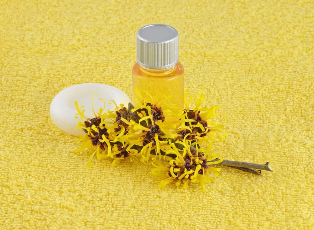 cách trị da đầu dầu bằng chiết xuất cây phỉ