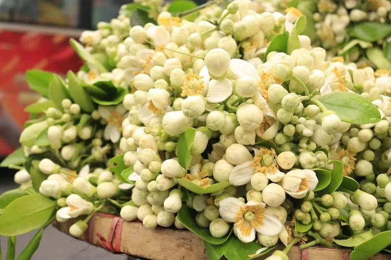 Cách làm mứt bí đao tại nhà: Hoa bưởi