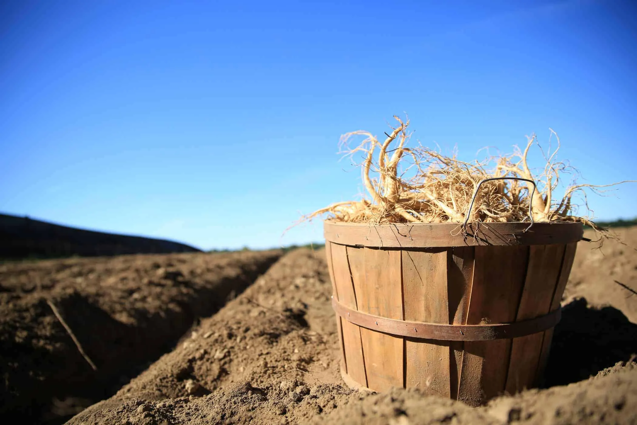 bất ngờ với tác dụng của nhân sâm