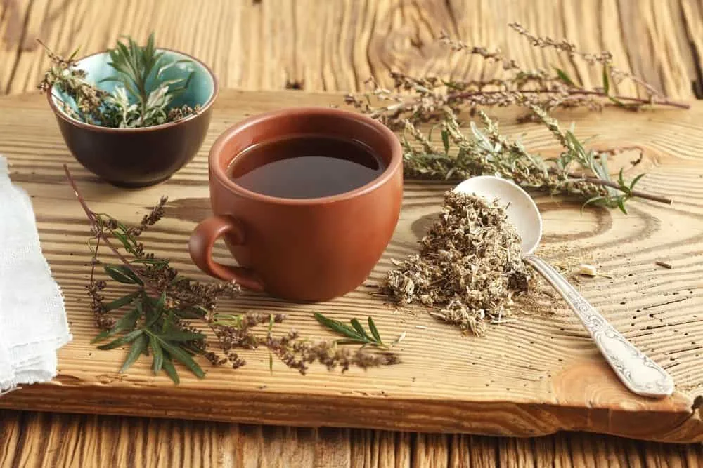 Uống nước ngải cứu tươi có tác dụng gì