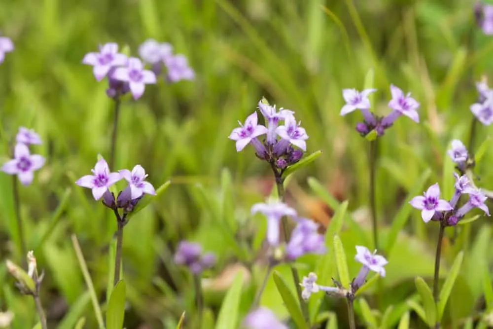bạch hoa xà thiệt thảo