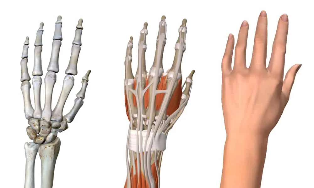 cấu tạo bàn tay