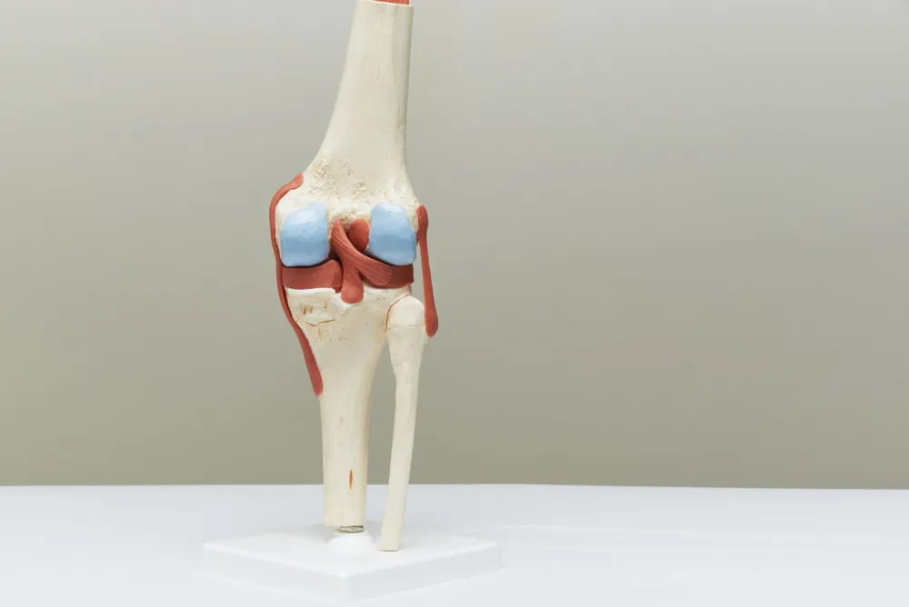 cấu tạo khớp gối 