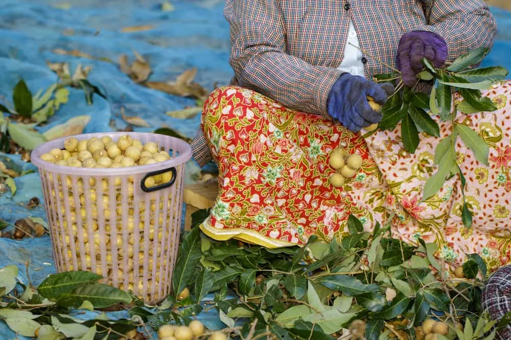 Tác dụng của quả nhãn