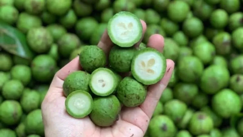 Tác dụng của quả sấu