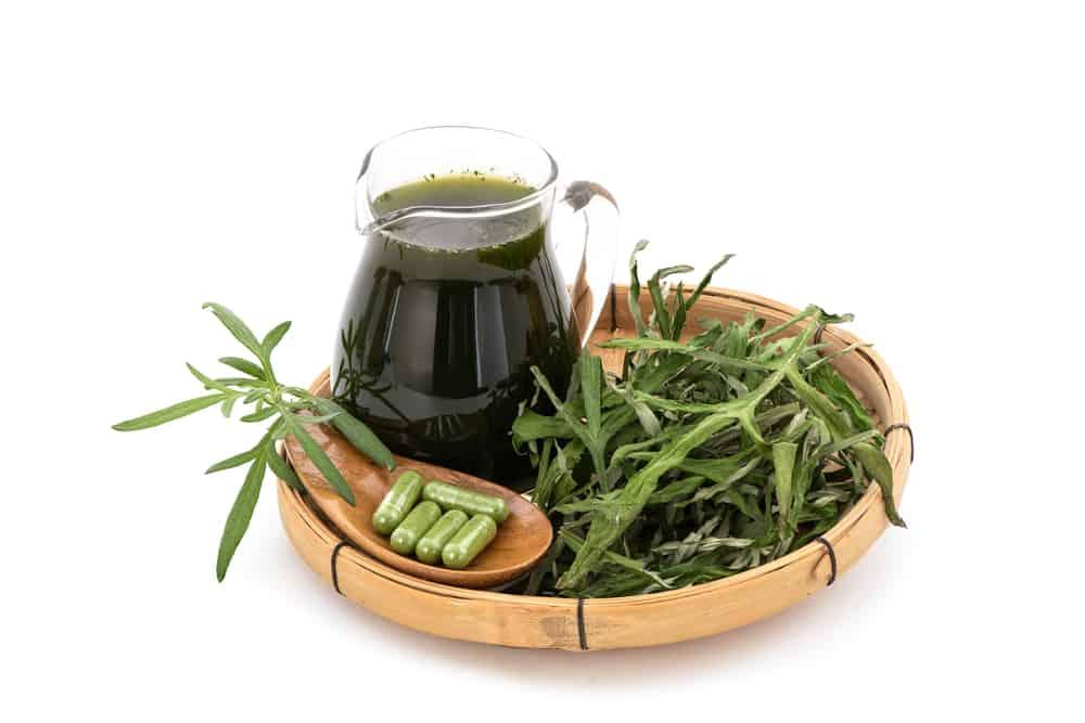 Lưu ý khi dùng vị thuốc Thanh hao hoa vàng