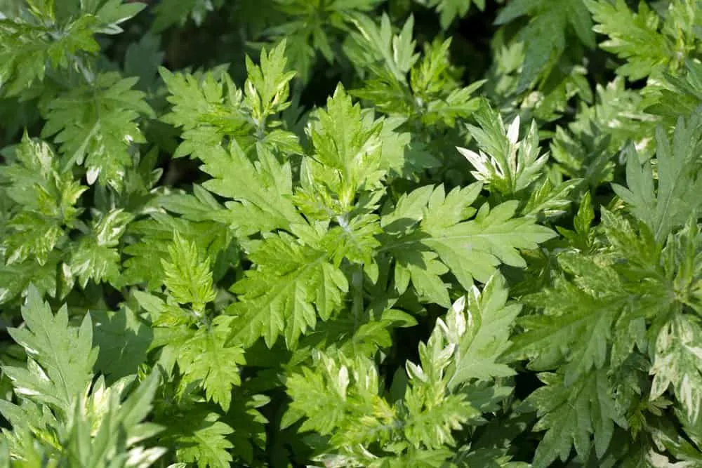 Cây ngải cứu (ngải diệp)