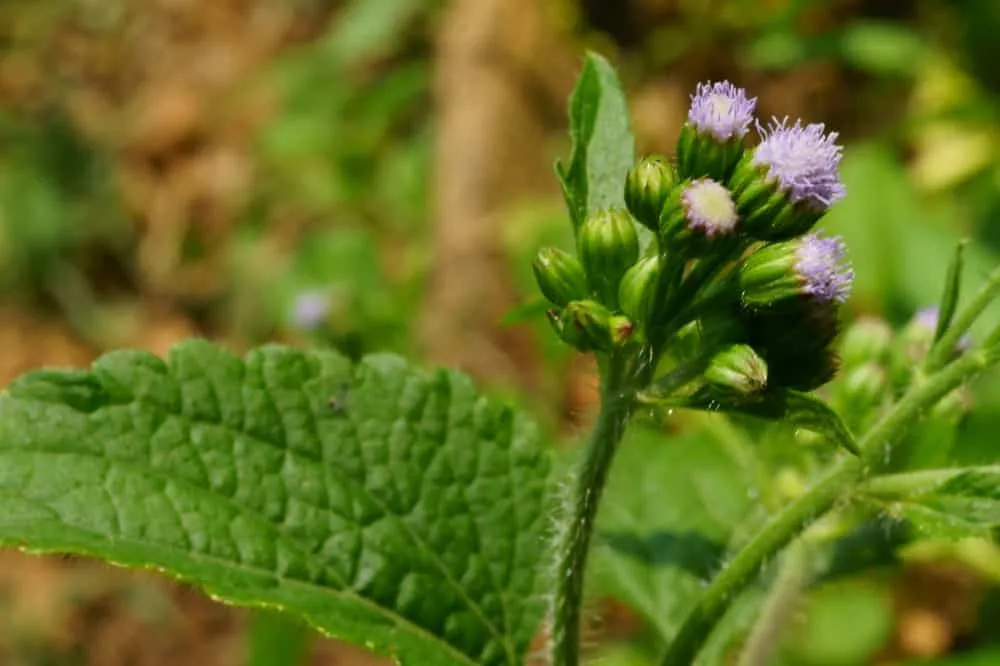 Chữa viêm mũi dị ứng bằng lá cây cỏ hôi