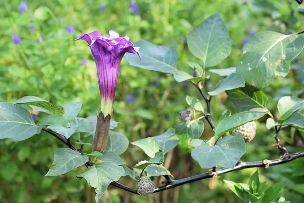 Chữa viêm mũi dị ứng bằng lá cây cà độc dược