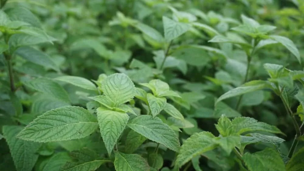 cây nhọ nồi chữa đau dạ dày