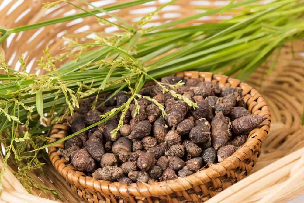 cây nhọ nồi chữa đau dạ dày