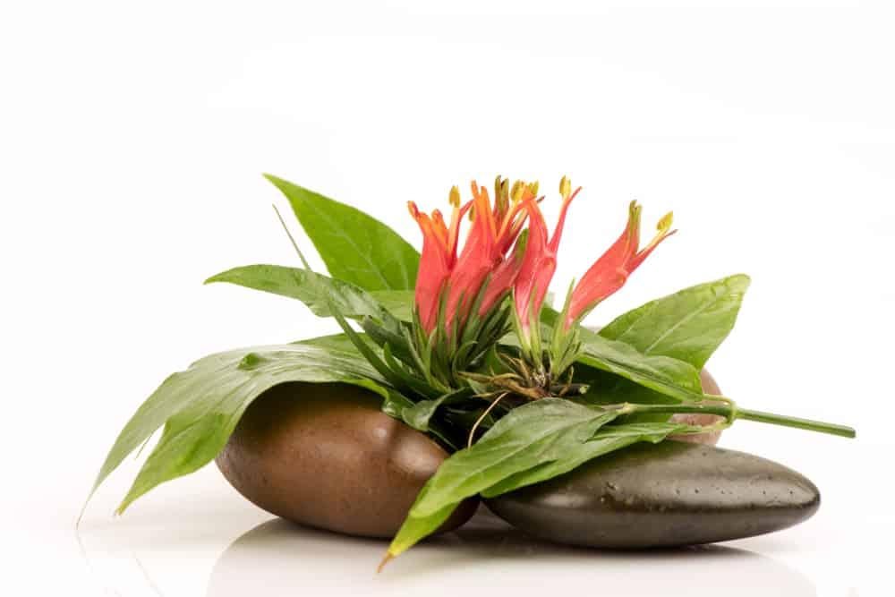 Tác dụng của cây bìm bịp