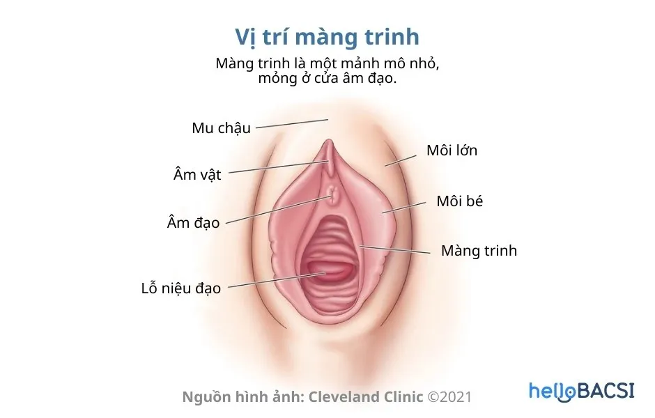 Màng trinh ở vị trí nào