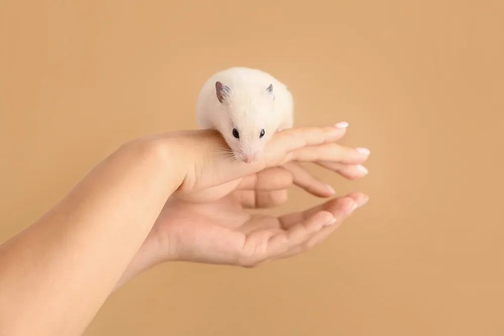 bà bầu bị chuột cắn có sao không