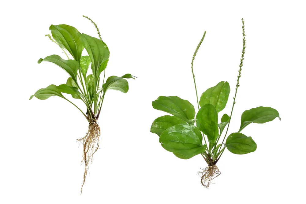 cây bông mã đề