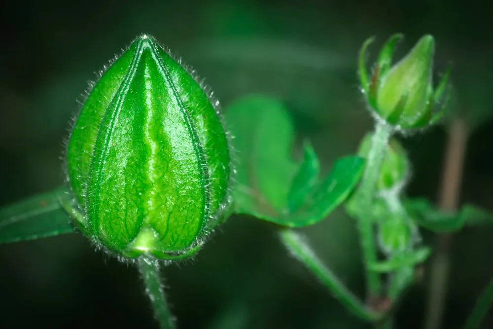 cây sâm bố chính 1