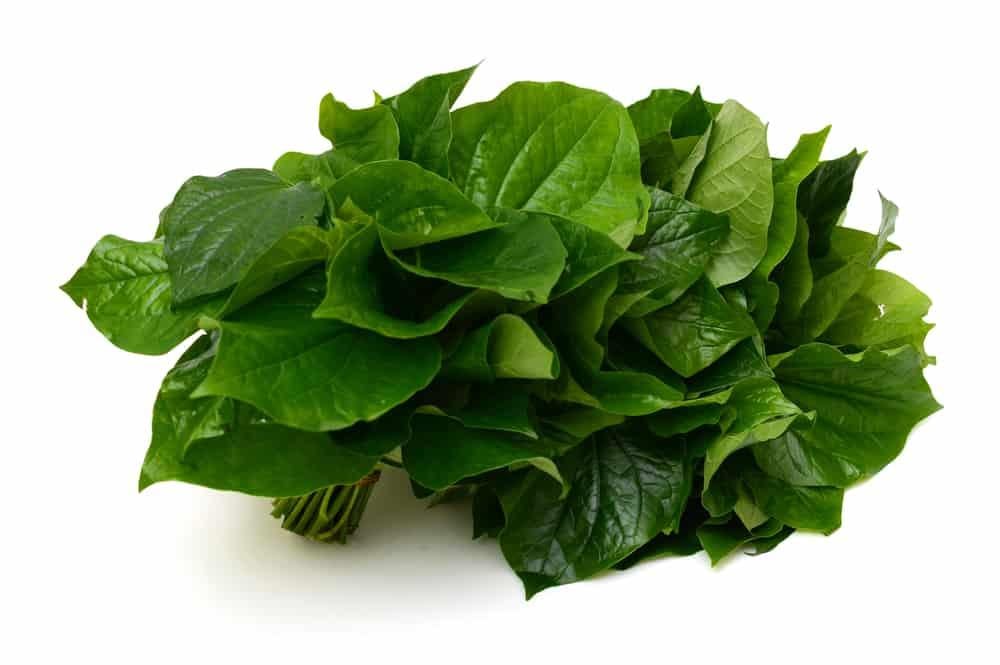 Lá lốt nấu nước uống trị bệnh gì? 