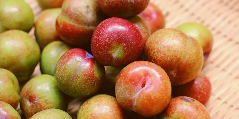 tác dụng của mận hậu 