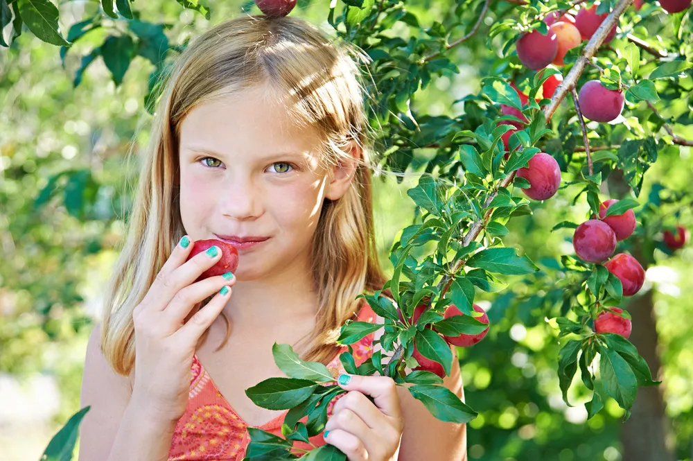 tác dụng của mận hậu 